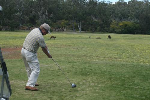 Visitor playing golf with kangaroos in the background.
