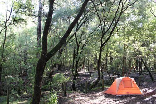 orange tent in a forest campground