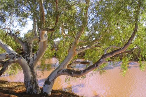 Paperbarks hang low over the Lyons River with the red dirt river banks as a contrast.