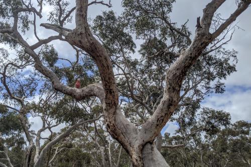 Tree with pink and grey galah sitting in branches