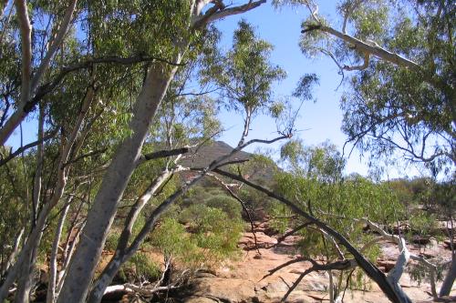 Shady river gums along a boulder strewn gully with view of the lookout.
