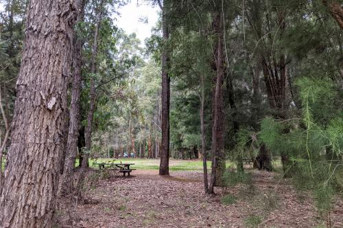 Picnic benches beneath pine trees at Greens Island Campground