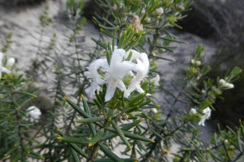 close up view of a white native wildflower as seen on the Hakea Trail
