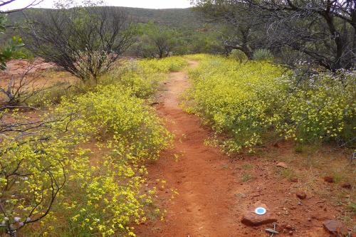 Colourful wildflowers and the red dirt trail create a stunning contrast.