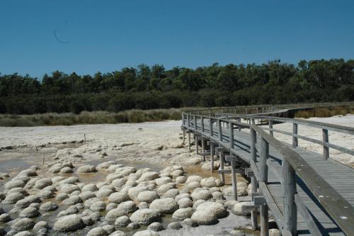 wooden boardwalk over the thrombolites in a lake with vegetation and blue sky in the background