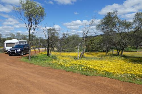 Caravan and car parked in designated campsite with yellow wildflowers scatter around.