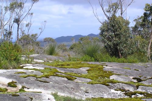 moss on granite slabs with balga bush and shrubs in the background and blue sky