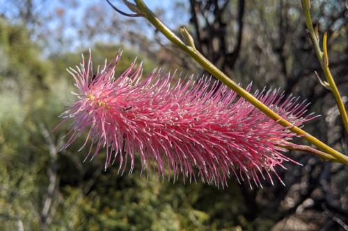 Pink Poker flower at Mount Matilda