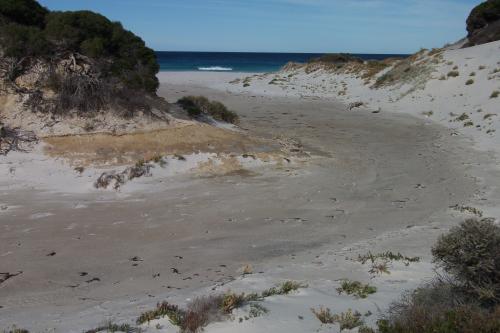 A small creek running into the ocean nestled in the sand dunes.