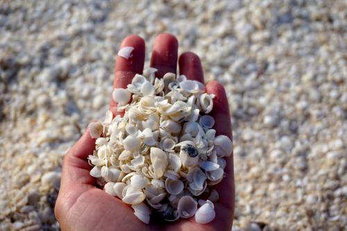 a handful of tiny shells that coat the shore
