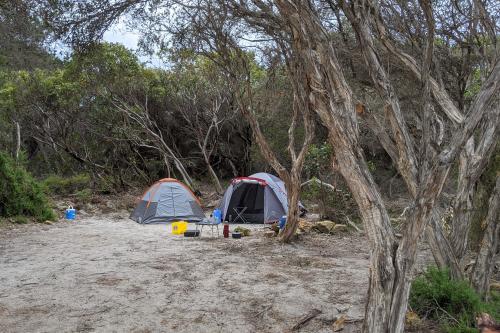2 tents under paperbark trees in a sandy campsite at St Mary Inlet Campground