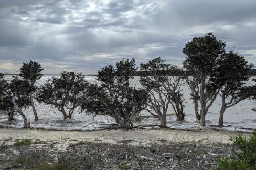 Paperbark trees growing on the shoreline of Stokes Inlet with sunbeams shining through the clouds