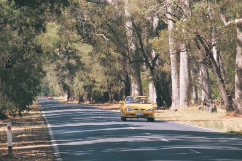 View of yellow car driving down the road between tall trees of Tuart Forest