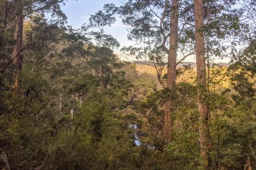 View of tall old-growth karri trees and the Warren River Valley from Warren Lookout late in the afternoon
