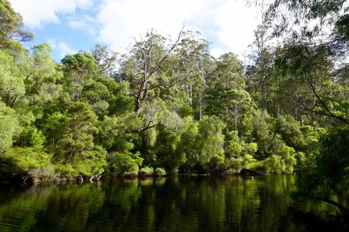 View of calm Warren River with tall green trees and shrubs 
