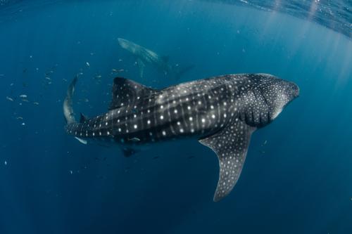 swimming with a whaleshark in ningaloo marine park