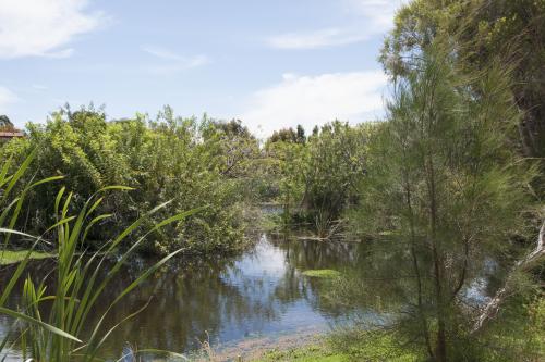 A haven of plants and wetlands for birds