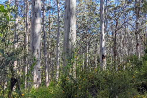 Karri trees in the Boranup Forest