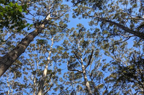 Looking up into the tree tops in the Boranup Forest