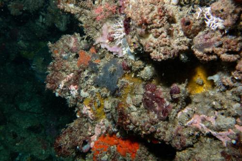 The vertical walls of the reef and overhangs are covered with a multitude of sponges and other encrusting organisms
