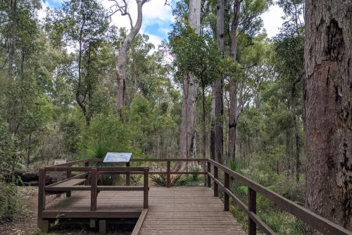 Viewing deck for the King Jarrah in Wellington National Park