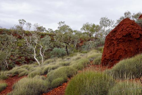 light olive green spinifex showcases the deep red soil of an ant bed