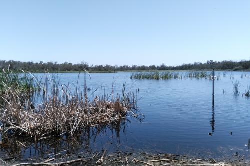 Reeds beside the lake at Kogolup