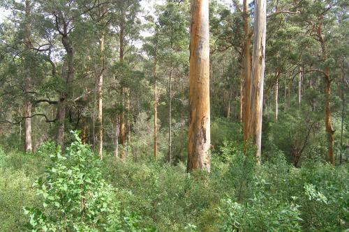 understory in a tall karri forest