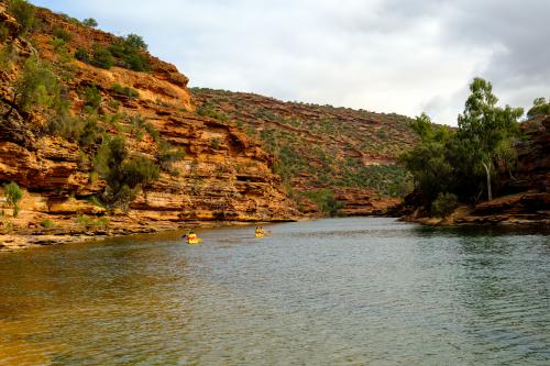 People paddling in three yellow canoes on the Murchison River.