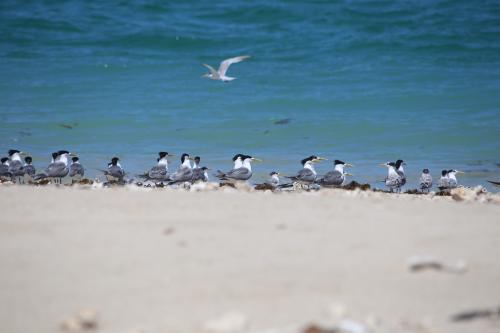 Crested Tern seabirds on the beach at Delambre Island