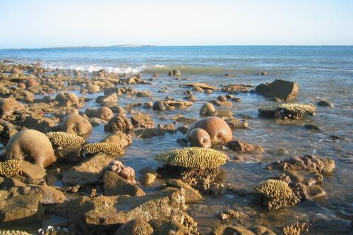 Rocky beach with several patches of exposed coral formations