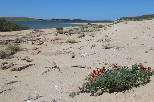 Sturt's Desert Pea native plant on a sand beach at West Lewis Island