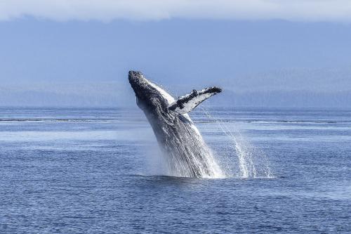 humpback whale breaching out of the ocean