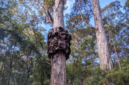 The Marianne North Tree in Warren National Park