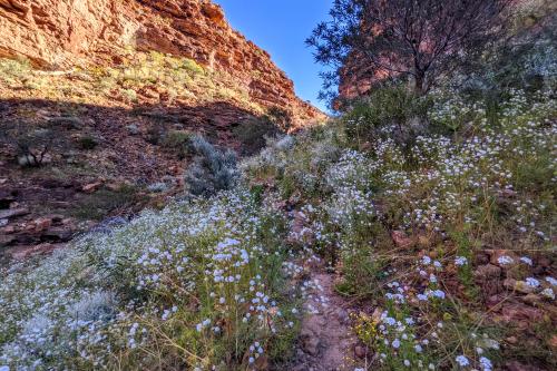 masses of wildflowers on the trail to Draper's Gorge