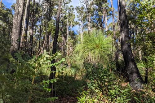 Understory if the Dwellingup State Forest