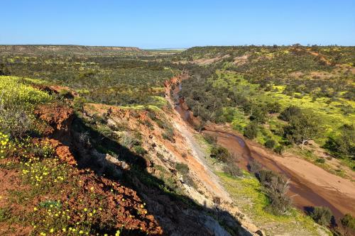View from Irwin Lookout in Coalseam Conservation Park in wildflower season