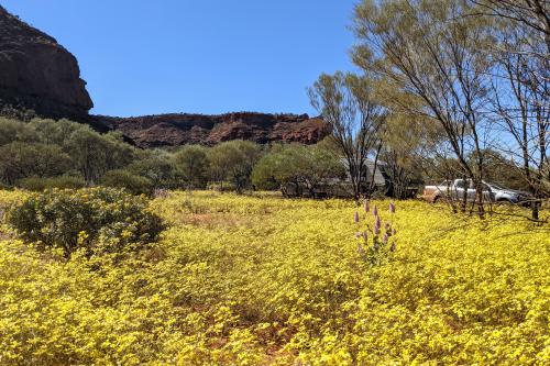 Caravan in field of yellow wildflowers at Temple Gorge Campground