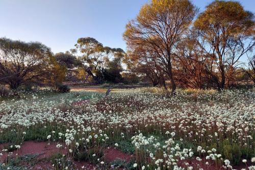 Karara wildflowers