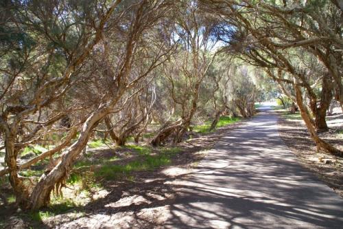 Path under melaluca trees