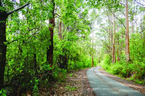 Road through a forest 