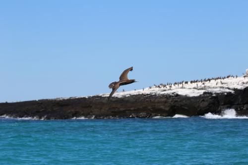 Bird flying near Moolgoodna (Booby Island) 