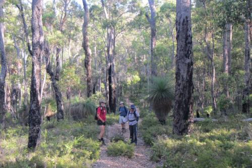 Hikers standing on a trail surrounded by forest.