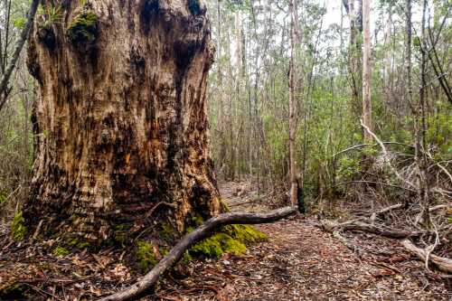 View of the stump of a large tree next to a walk path through the undergrowth. 