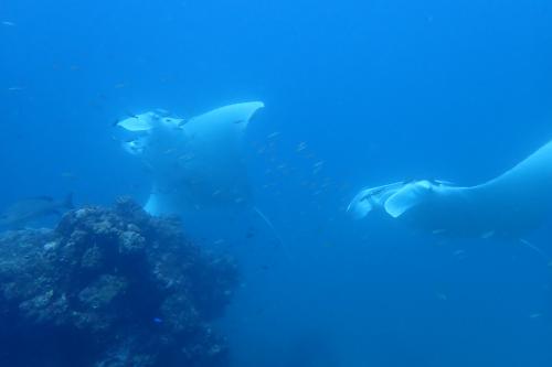 Two large rays swimming underwater.