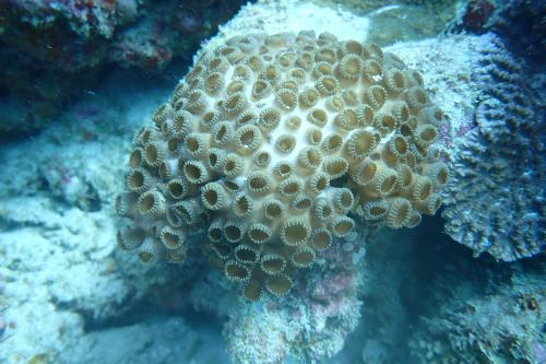 Underwater coral 