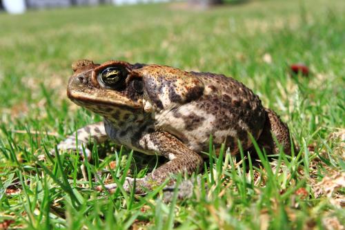 Cane toad sitting in grass