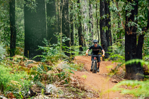 Person riding mountain bike towards person taking photo between trees. 