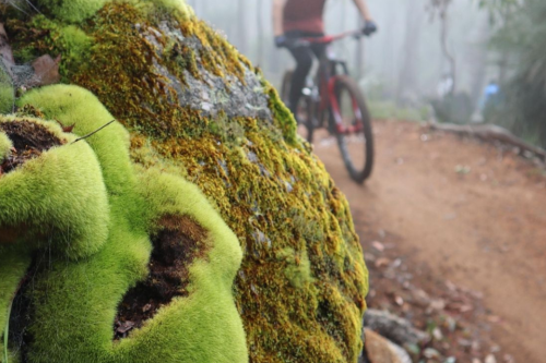 Person riding mountain bike on trail with close up of lichen on a tree. 