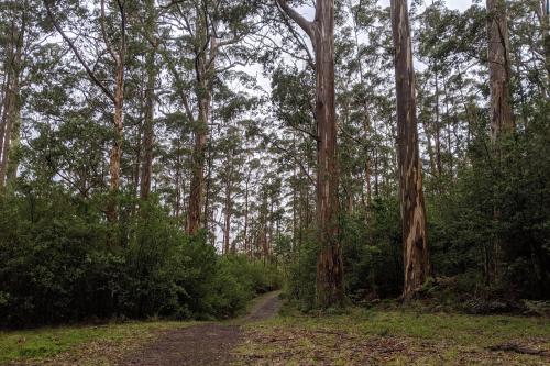 Wansbrough Walk, a trail through the karri forest in Porongurup National Park